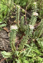 Pimelea orthia