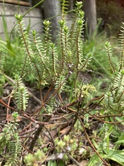 Pimelea orthia