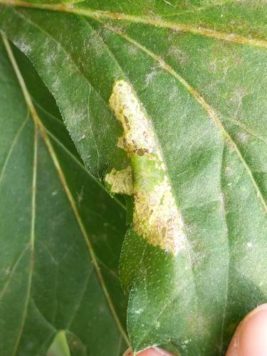 Leucospilapteryx venustella