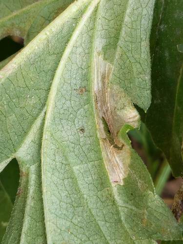 Leucospilapteryx venustella photo 2