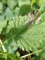 Agromyza pseudoreptans