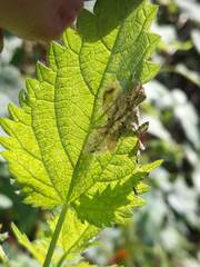 Agromyza pseudoreptans