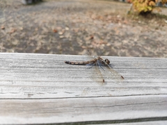 Sympetrum frequens