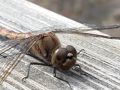 Sympetrum frequens
