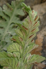 Asplenium appendiculatum maritimum