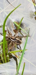 Artoriopsis expolita