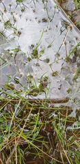 Artoriopsis expolita