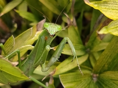 Tenodera angustipennis