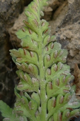 Asplenium appendiculatum maritimum