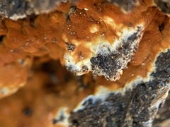 Botryobasidium aureum