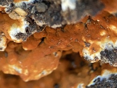 Botryobasidium aureum