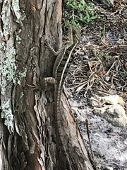 Basiliscus vittatus