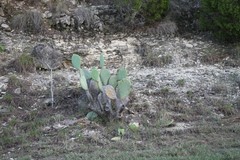 Opuntia cacanapa