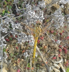 Sympetrum fonscolombii