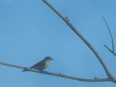 Pyrocephalus rubinus