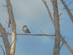 Pyrocephalus rubinus