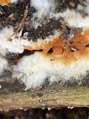 Botryobasidium aureum