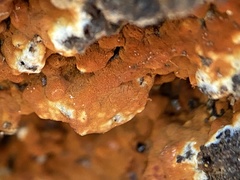 Botryobasidium aureum
