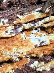 Botryobasidium aureum