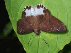Tagiades ultra