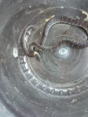 Pareas margaritophorus