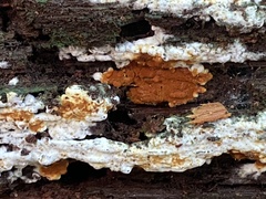 Botryobasidium aureum