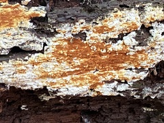 Botryobasidium aureum