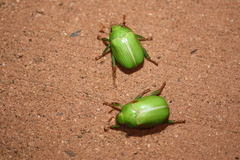 Anoplognathus prasinus