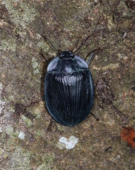 Pterohelaeus laticollis