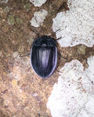 Pterohelaeus laticollis