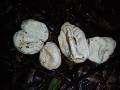 Protubera parvispora