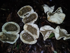 Protubera parvispora