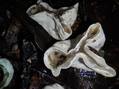 Protubera parvispora