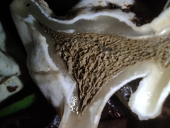 Protubera parvispora