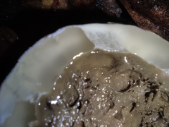 Protubera parvispora