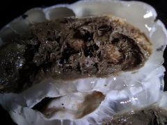 Protubera parvispora