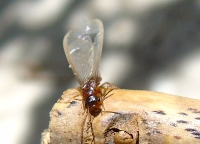 Asian subterranean termite