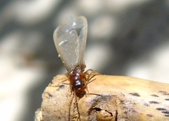 Asian subterranean termite