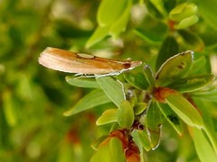 Canuza euspilella