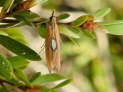 Canuza euspilella