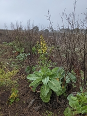 Brassica oleracea acephala