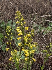 Brassica oleracea acephala