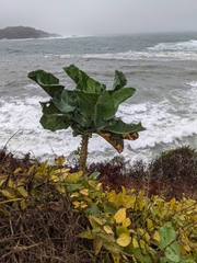 Brassica oleracea acephala