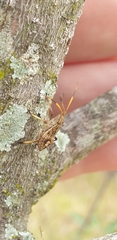 Bromocoris souefi
