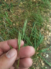 Bromus carinatus