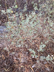 Chenopodium oahuense