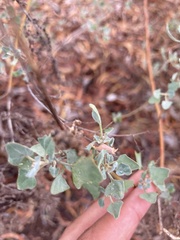 Chenopodium oahuense