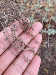 Chenopodium oahuense