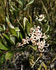 Grevillea imberbis