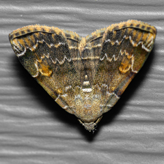 Idia americalis
